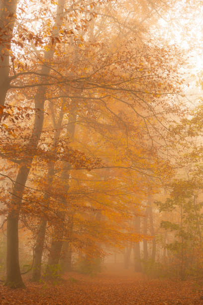 istock Path through a foggy Beech tree landscape during a beautiful fall morning 1251688989