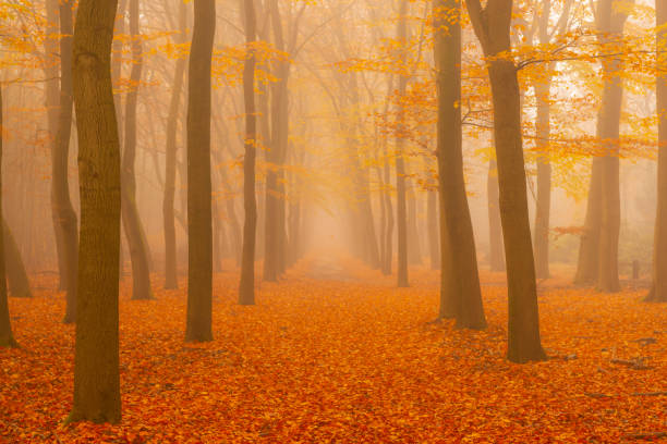 istock Path through a foggy Beech tree landscape during a beautiful fall morning 1251689034