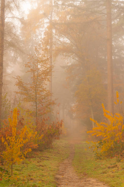 istock Path through a foggy pine tree landscape during a beautiful fall morning 1251689750