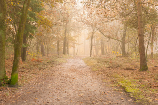 istock Path through a foggy pine tree landscape during a beautiful fall morning 1251689819