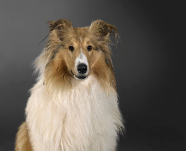 istock Rough Collie dog portrait 1251689824