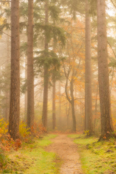 istock Path through a foggy pine tree landscape during a beautiful fall morning 1251689860