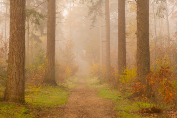 istock Path through a foggy pine tree landscape during a beautiful fall morning 1251689957