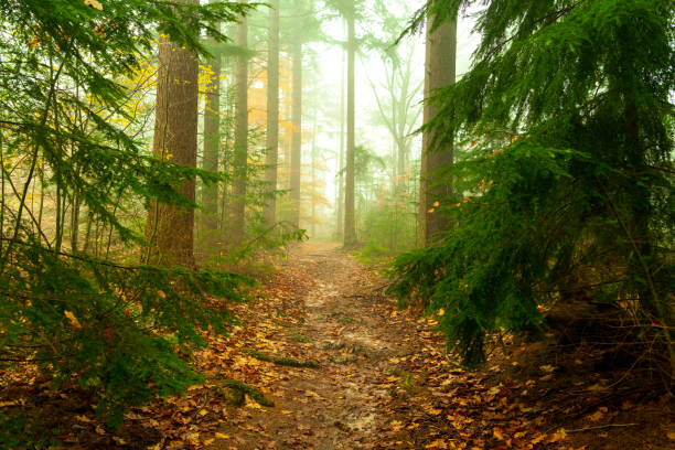 View in a foggy pine tree landscape during a beautiful fall day in the Veluwe nature reserve in Gelderland, The Netherlands.