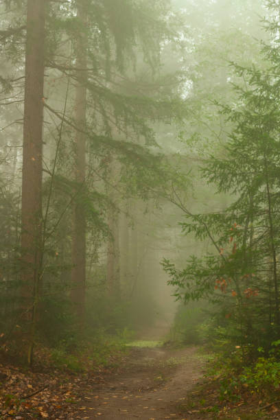 istock View in a foggy pine tree landscape during a beautiful fall day 1251690368