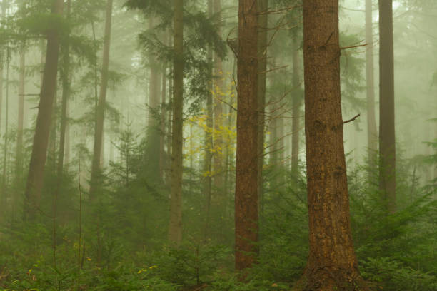 View in a foggy pine tree landscape during a beautiful fall day in the Veluwe nature reserve in Gelderland, The Netherlands.