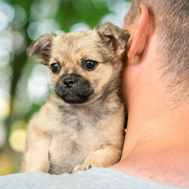 istock Little puppy sitting on shoulder 1251690677