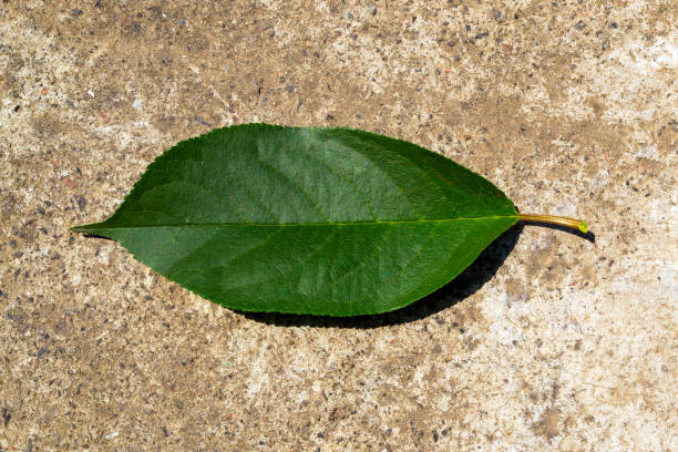 istock Green leaf close-up, on a gray 1251692600