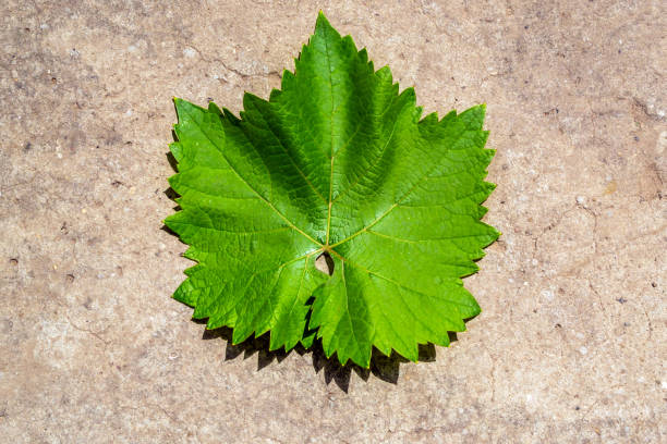 istock Green leaf close-up, on a gray 1251692689