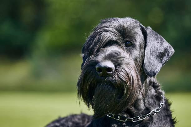 istock Portrait of Giant Schnauzer 1251692871