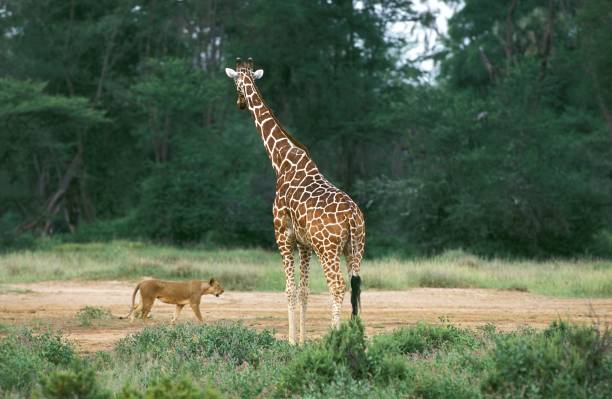 giraffa reticolata, giraffa camelopardalis reticulata, con un leone, panthera leo, parco samburu in kenya - reticulated giraffe foto e immagini stock