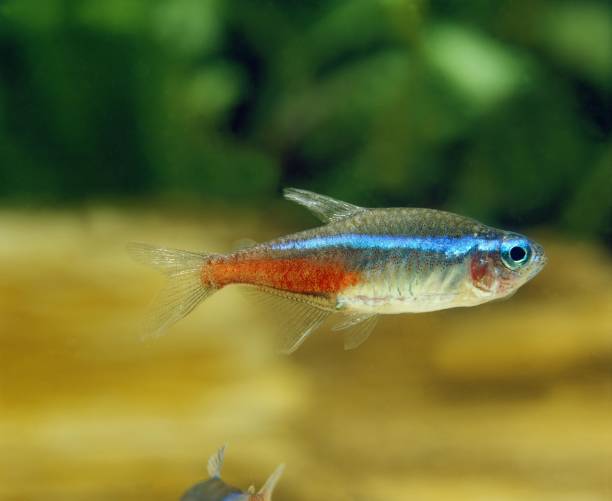 istock Neon Tetra, paracheirodon innesi, Aquarium Fish 1251696337