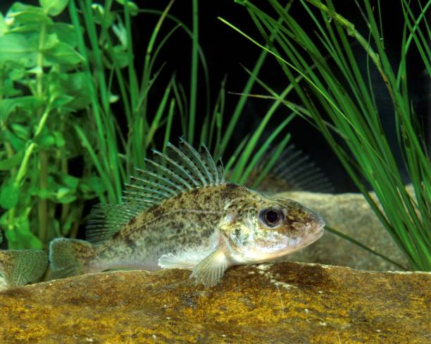 istock Ruffe, gymnocephalus cernua, Adult 1251696349