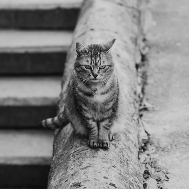 istock Cat outdoor on the street 1251696485