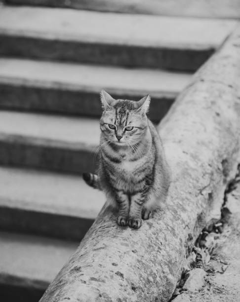 istock Cat outdoor on the street 1251696496