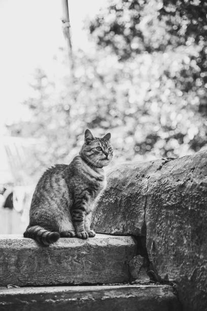 istock Cat outdoor on the street 1251696497