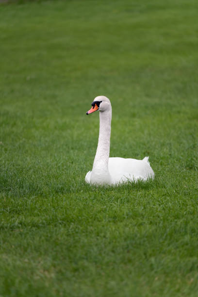 istock A white mute swan (Cygnus olor) is sitting on the green grass. 1251696817