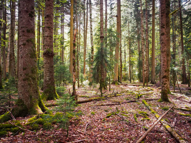 istock Beautiful mountain forest in summer time 1251696917