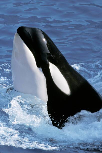 istock Killer Whale, orcinus orca, Adult with Head at Surface 1251697107