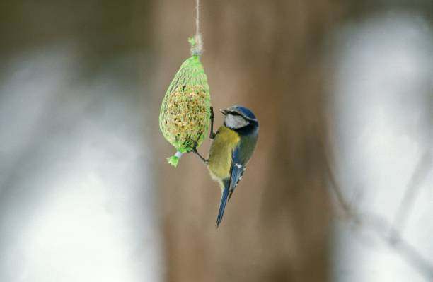 istock Blue Tit, parus caeruleus, Adult feeding during Winter 1251697151