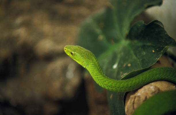 зеленая мамба, dendroaspis angusticeps, взрослый, танзания - angusticeps стоковые фото и изображения