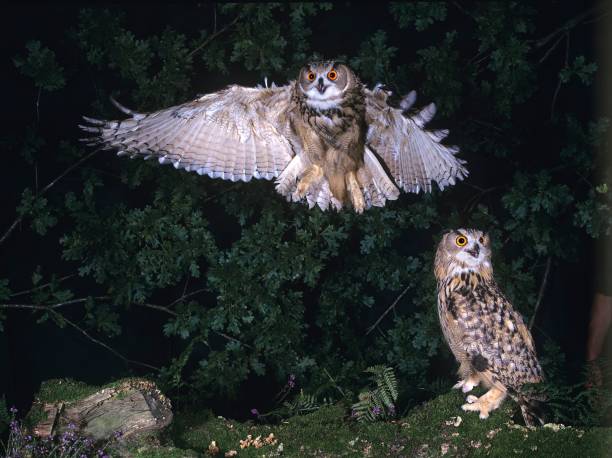 istock European Eagle Owl, bubo bubo, Adult in Flight 1251697960