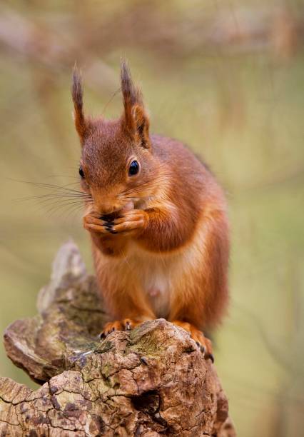 istock Red Squirrel, sciurus vulgaris, Adult eating Hazelnut, Normandy 1251697966