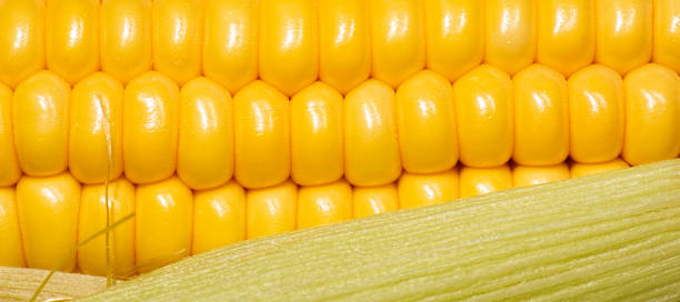 istock Macro photo of corn 1251697981