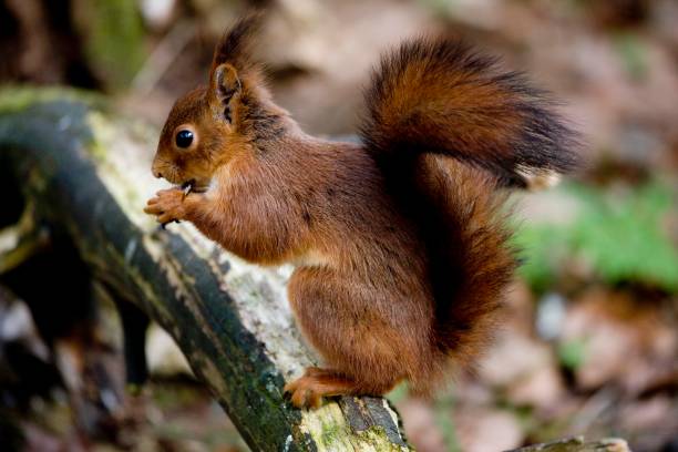 istock Red Squirrel, sciurus vulgaris, Adult Eating, Normandy 1251697991
