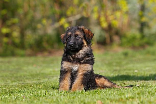 istock German Shepherd Dog, Pups sitting on Grass 1251698063