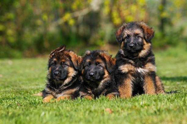 istock German Shepherd Dog, Pups standing on Grass 1251698069