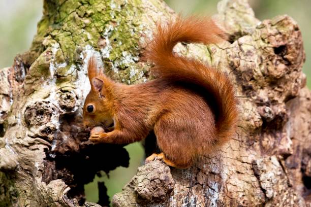 istock Red Squirrel, sciurus vulgaris, Adult standing on Stump, Eating Hazelnut, Normandy 1251698074