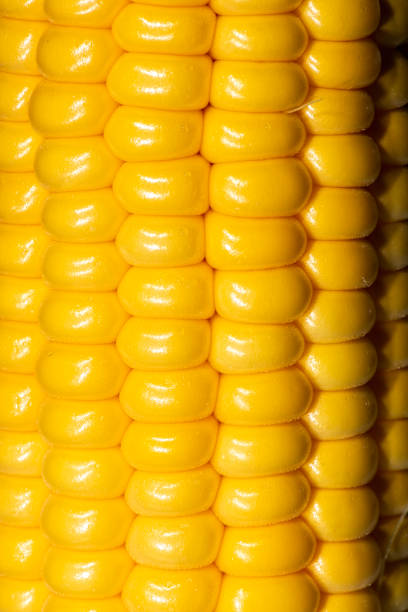 istock Macro photo of corn 1251698178