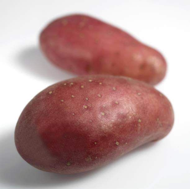 roseval potato, solanum tuberosum, gemüse gegen weiß hintergrund - roseval stock-fotos und bilder