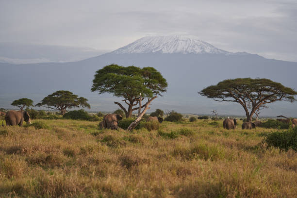 istock A big Elephant Group Amboseli with Herons on Safari 1251700263