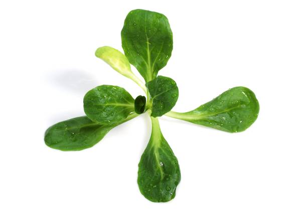 istock Corn or Lamb's Lettuce, valerianella olitoria, Salad against White Background 1251700350