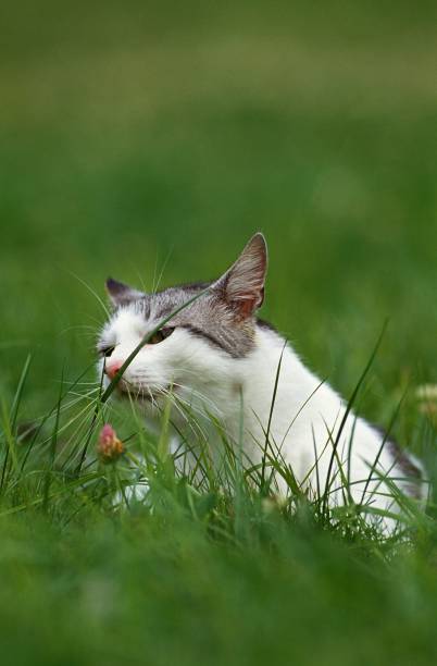 istock Domestic Cat eating Grass 1251700395