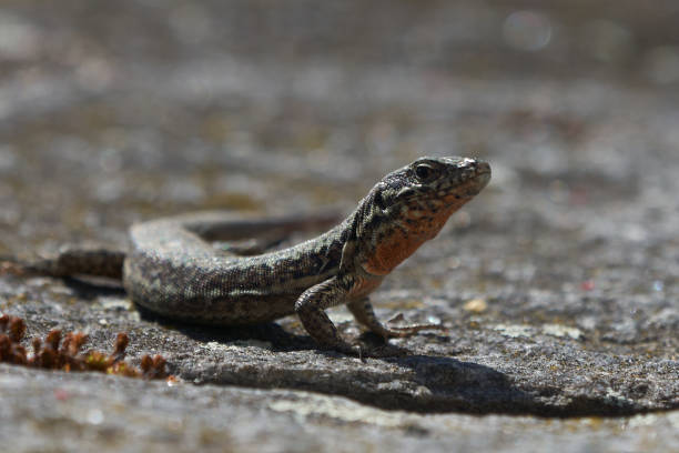 istock common wall lizard podarcis muralis Reptile Close up Portrait Clear 1251700836