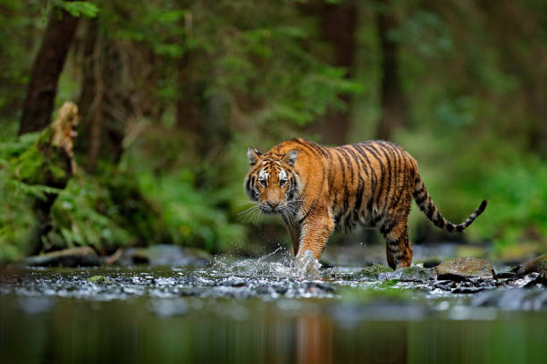 tigre d’amour marchant dans l’eau de fleuve. danger animal, tajga, russie. animal dans le ruisseau vert de forêt. pierre grise, gouttelette de rivière. l’eau d’éclaboussure de tigre sibérien. scène de faune de tigre, chat sauvage, habitat de n - grand félin photos et images de collection