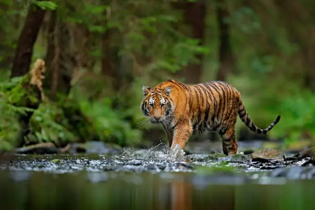 Photo of Amur tiger walking in river water. Danger animal, tajga, Russia. Animal in green forest stream. Grey stone, river droplet. Siberian tiger splash water. Tiger wildlife scene, wild cat, nature habitat.