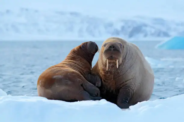 Family on cold ice. Walrus, Odobenus rosmarus, stick out from blue water on white ice with snow, Svalbard, Norway. Mother with cub. Young walrus with female. Winter Arctic landscape with big animal.