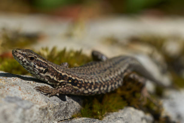 istock common wall lizard podarcis muralis Reptile Close up Portrait Clear 1251700879