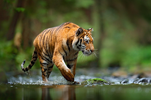 Escena de la vida silvestre del tigre, gato salvaje, hábitat de la naturaleza. Tigre de Amur caminando en el agua del río. Animal de peligro, tajga, Rusia. Animal en arroyo verde del bosque. Piedra gris, gota de río. Agua de salpicaduras de tigre siberi photo
