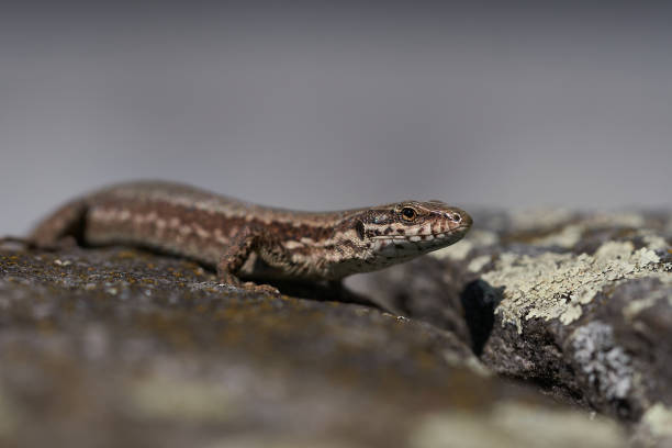 istock common wall lizard podarcis muralis Reptile Close up Portrait Clear 1251700932