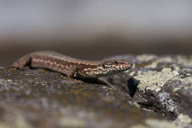 istock common wall lizard podarcis muralis Reptile Close up Portrait Clear 1251700935