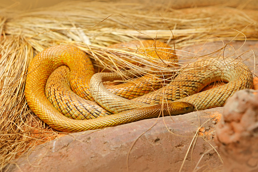 Inland taipan, Oxyuranus microlepidotus, Australia, most poisonous snake. Poison snake in the grass. Danger animal from Australia. Taipan, wildlife scene from nature.