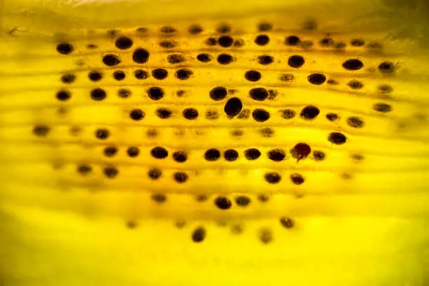 Detailed macro photo of a kiwi fruit