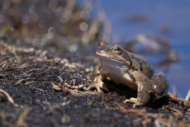 rana de agua pelophylax en el lago de montaña con hermoso reflejo de los ojos desaparro de primavera - frog batrachian animal head grass fotografías e imágenes de stock