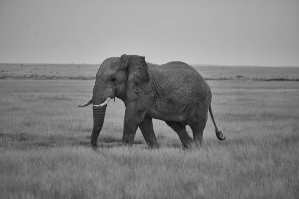 istock Elephant Big Huge Tusker Amboseli 1251701328