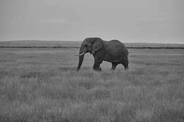 istock Elephant Big Huge Tusker Amboseli 1251701384